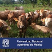 Sistemas agrosilvopastoriles: una alternativa climáticamente inteligente para la ganadería