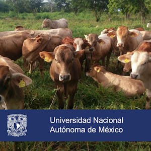 Sistemas agrosilvopastoriles una alternativa climáticamente inteligente para la ganadería