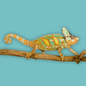 Evolution: A Course for Educators - Online CE Course