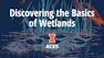 Discovering the Basics of Wetlands