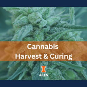 Cannabis Harvest & Curing - Online CE Course