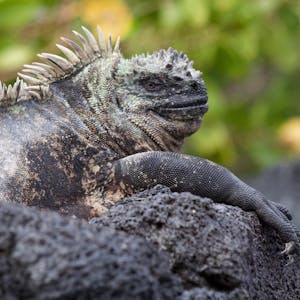 Introduction to Biology: Evolution - Online CE Course