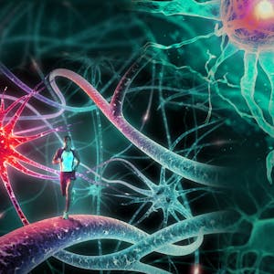 Advanced Neurobiology II from Peking University online course platform