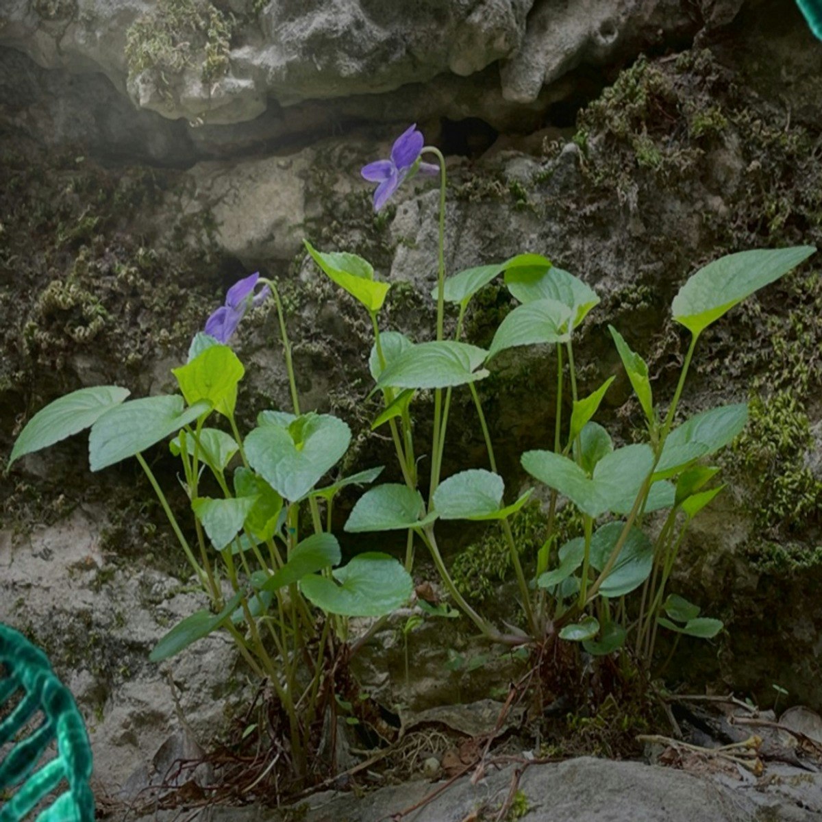 Introducción a la genética vegetal