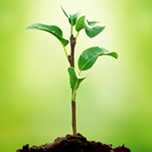 Understanding Plants - Part I What a Plant Knows