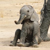 Sex from Molecules to Elephants