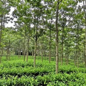 Agroforestry I: Principles and Practices