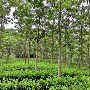Agroforestry I: Principles and Practices - Online CE Course