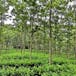 Agroforestry I: Principles and Practices