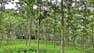 Agroforestry I: Principles and Practices