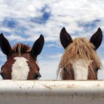 The Horse Course: Introduction to Basic Care and Management