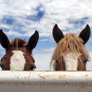 The Horse Course Introduction to Basic Care and Management