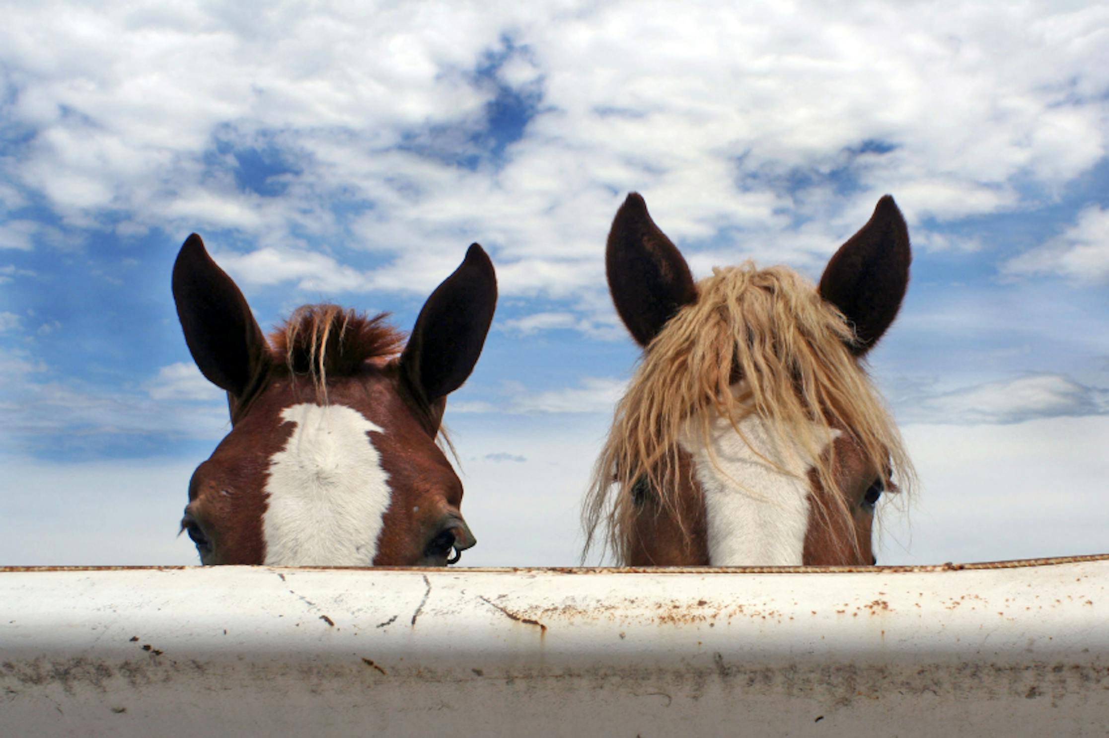 horse topics to write about