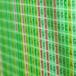 Plant Bioinformatics Capstone