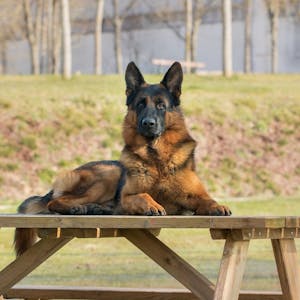 Image for the Creating Database Tables with SQL online course