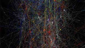 Synapses, Neurons and Brains