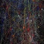 Synapses, Neurons and Brains 