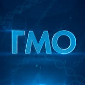 ГМО: технологии создания и применение