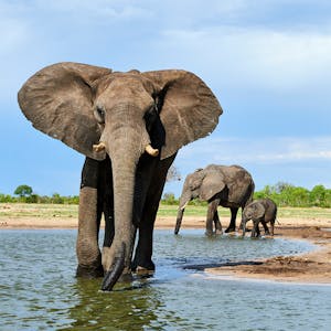 Ecology Ecosystem Dynamics and Conservation