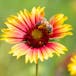 Introduction to Biology: Ecology