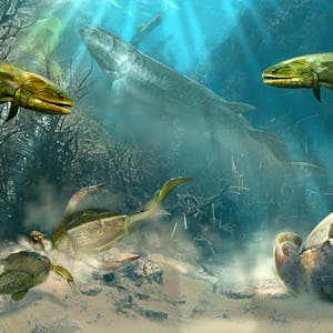 Paleontology Early Vertebrate Evolution