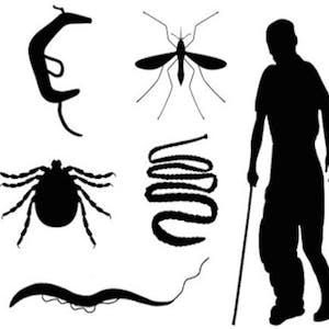 Tropical Parasitology Protozoans, Worms, Vectors and Human Diseases