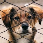 Animal Behaviour and Welfare