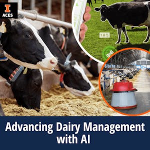Image for the Advancing Dairy Management with Artificial Intelligence course