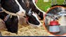 Advancing Dairy Management with Artificial Intelligence