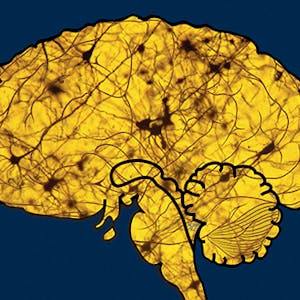 Sleep Neurobiology, Medicine, and Society