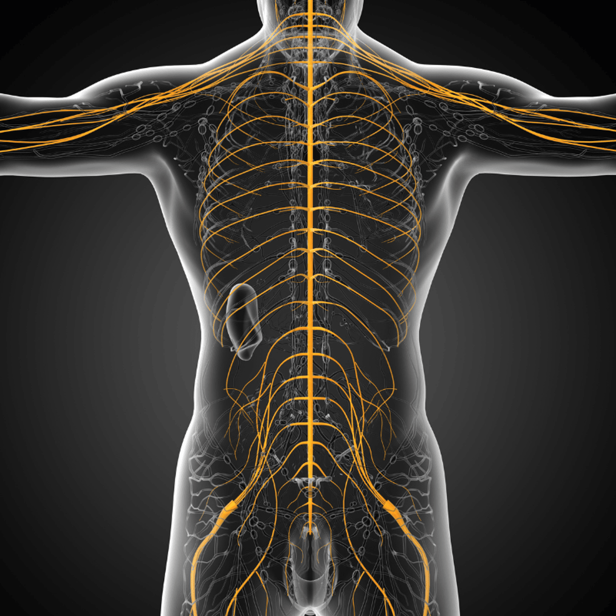 Vagus Nerve Function & Therapeutic Applications