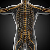 Vagus Nerve Function & Therapeutic Applications