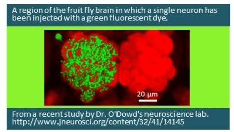Preparation for Introductory Biology: DNA to Organisms