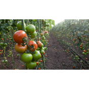 Economic Issues, Food & You