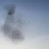 The Physics of Emergence: Introduction to Condensed Matter Specialization