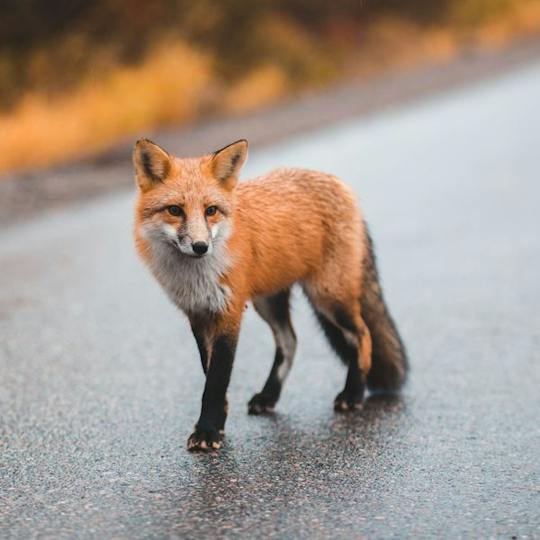 Portada: Animales y sociedad