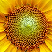 Algebra: Elementary to Advanced