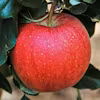 Food Sustainability, Mindful Eating, and Healthy Cooking Specialization