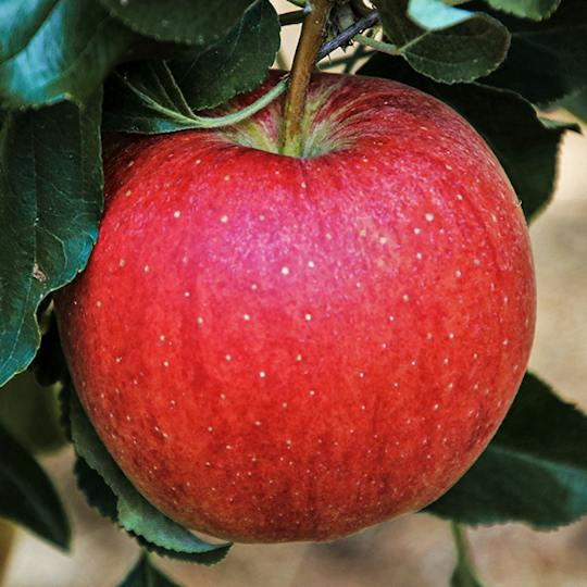 Portada: Sostenibilidad alimentaria, alimentación consciente y cocina sana