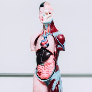 Human Anatomy & Physiology II - Online CE Course