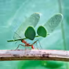 Introduction to Biology: Ecology, Evolution, & Biodiversity Specialization
