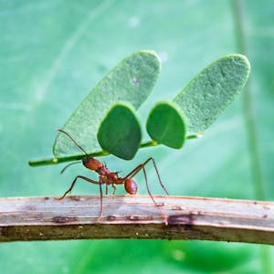 Introduction to Biology: Ecology, Evolution, & Biodiversity - Online CE Course