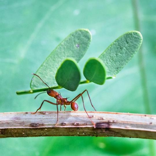 Portada: Introducción a la Biología: Ecología, Evolución y Biodiversidad
