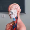 Human Anatomy & Physiology I Specialization