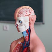 Human Anatomy & Physiology I