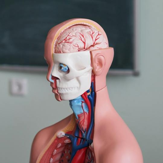 Portada: Human Anatomy & Physiology I