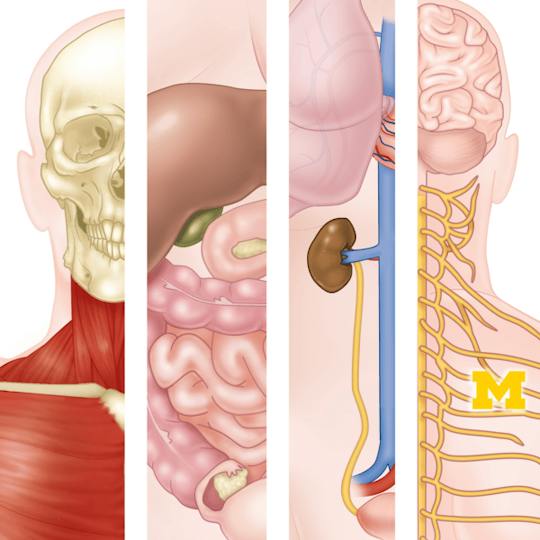 Portada: Anatomía