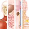 Anatomy Specialization