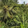 Agroforestry Specialization