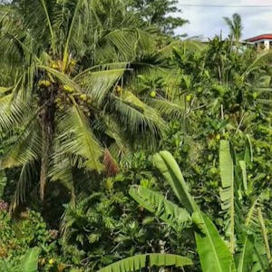 Image for the Agroforestry course